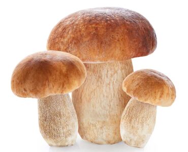 La Caccia ai Funghi Porcini nella Media Valsesia: Un Ritorno all’Armonia con la Natura